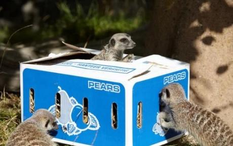 Meerkat in Box