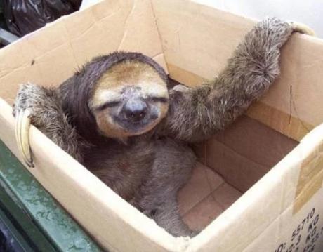 Sloth in Box