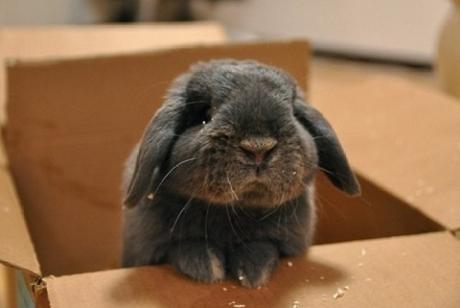 Rabbit in a Box