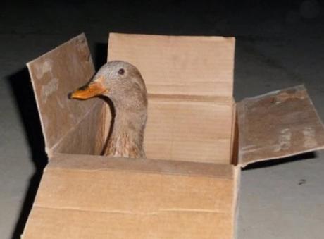 Duck in Box