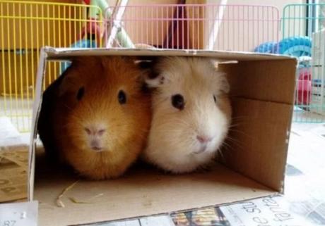 Guinea pigs in Box