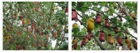 Shoe Tossing: Hundreds of Clogs in a Tree