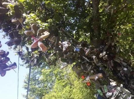 Shoe Tossing: Hundreds of Shoes on a Tree