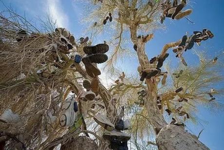 Shoe Tossing: Desert Tree With Shoes Flung Over it