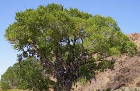 Shoe Tossing: Desert Tree With Thousands of Shoes in it