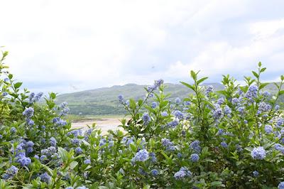 A fuzz of blue at Portmeirion