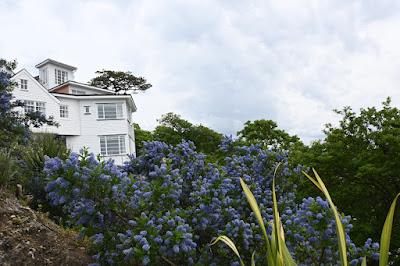 A fuzz of blue at Portmeirion