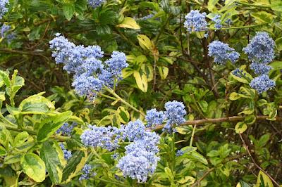 A fuzz of blue at Portmeirion