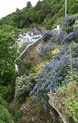 A fuzz of blue at Portmeirion