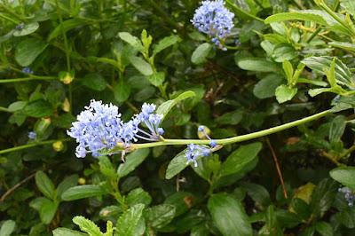 A fuzz of blue at Portmeirion