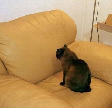 Strange Cat Staring at an Armchair