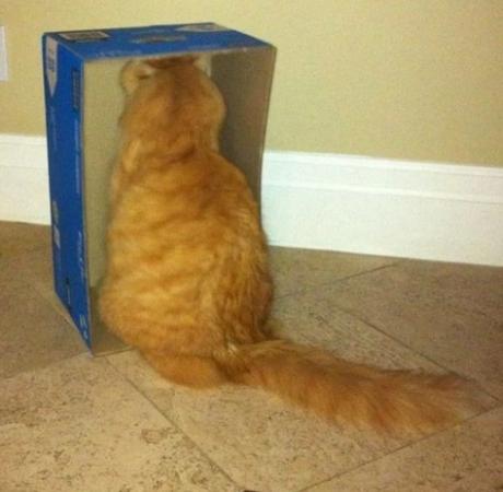 Strange Cat Staring Into a Box