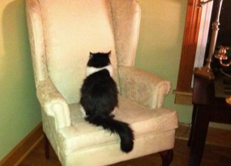 Strange Cat Staring at an Armchair