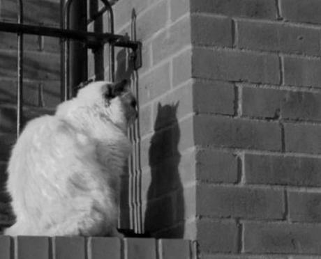 Strange Cat Staring at a Brick Wall