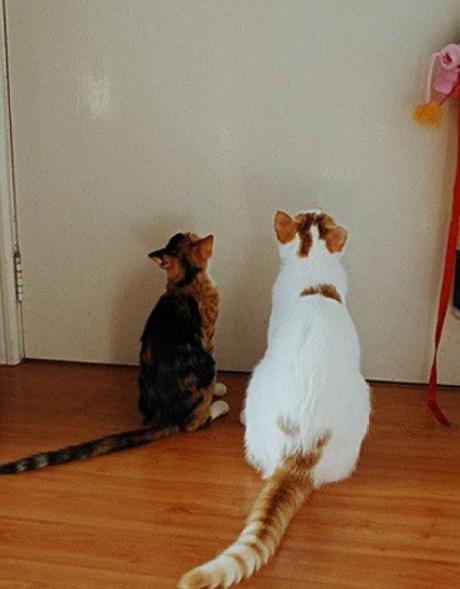 Strange Cats Staring Into a Door