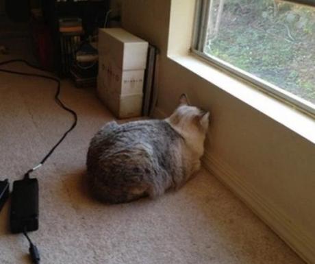 Strange Cat Staring at a Wall