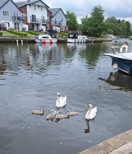 Even the Ducks Are Pissed Off