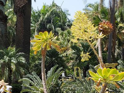 MAGNIFICENT CACTI AND SUCCULENTS: The Desert Garden at the Huntington, San Marino, CA