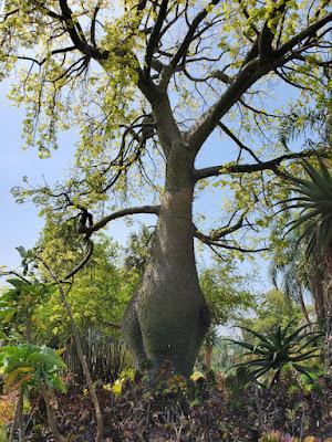 MAGNIFICENT CACTI AND SUCCULENTS: The Desert Garden at the Huntington, San Marino, CA