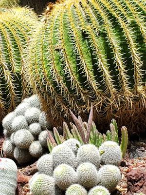 MAGNIFICENT CACTI AND SUCCULENTS: The Desert Garden at the Huntington, San Marino, CA