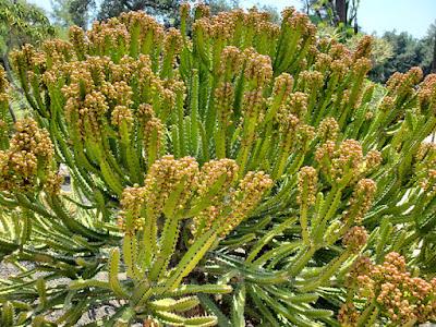 MAGNIFICENT CACTI AND SUCCULENTS: The Desert Garden at the Huntington, San Marino, CA