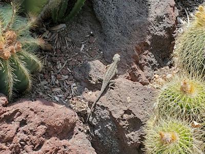 MAGNIFICENT CACTI AND SUCCULENTS: The Desert Garden at the Huntington, San Marino, CA