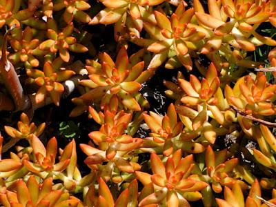 MAGNIFICENT CACTI AND SUCCULENTS: The Desert Garden at the Huntington, San Marino, CA