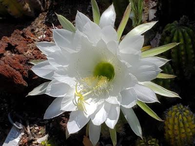 MAGNIFICENT CACTI AND SUCCULENTS: The Desert Garden at the Huntington, San Marino, CA