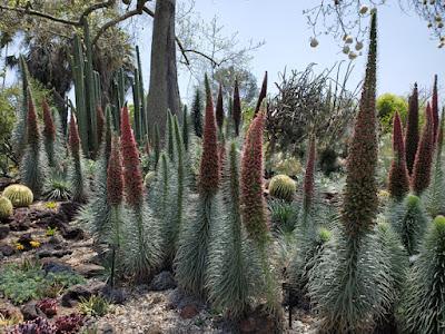 MAGNIFICENT CACTI AND SUCCULENTS: The Desert Garden at the Huntington, San Marino, CA