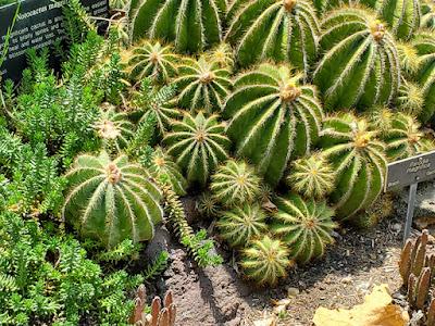 MAGNIFICENT CACTI AND SUCCULENTS: The Desert Garden at the Huntington, San Marino, CA