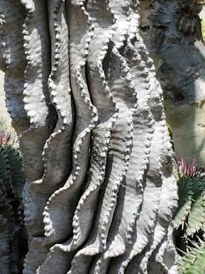 MAGNIFICENT CACTI AND SUCCULENTS: The Desert Garden at the Huntington, San Marino, CA