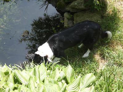 At the (Goldfish) Pool