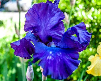 Blue Pink Purple [iris]