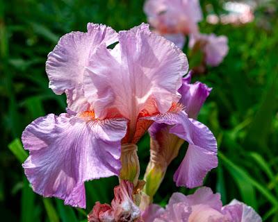 Blue Pink Purple [iris]