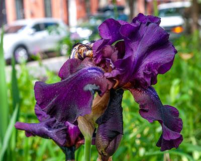 Blue Pink Purple [iris]