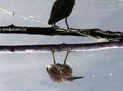 Pond Heron குருட்டுக் கொக்கு