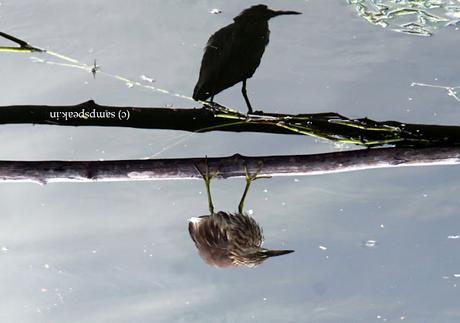 Pond Heron  !  -  குருட்டுக் கொக்கு