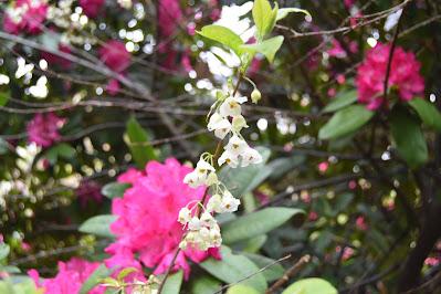 The Halesia carolina quest