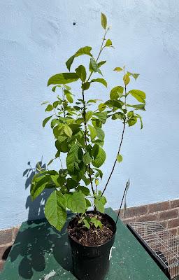 The Halesia carolina quest