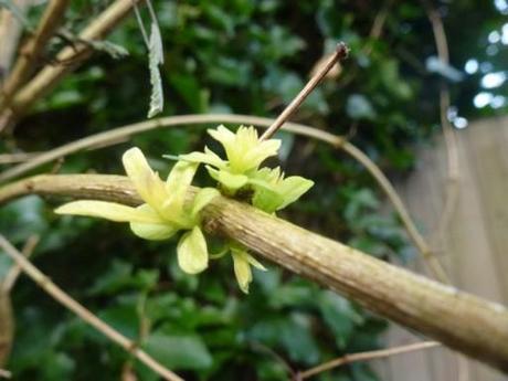 lemon verbena flowering in January