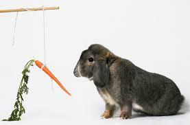 rabbit chasing carrot