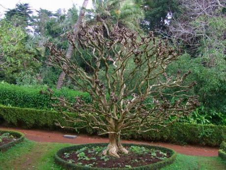 Madeira Series: Palheiro Gardens