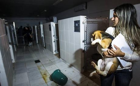 Activists liberate beagles from testing labs at the Royal Institute of Brazil. Photo: Green is the New Red