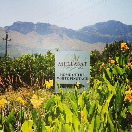 Mellasat – Home of the White Pinotage