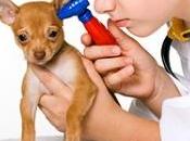 Pup’s Indoor Potential Hazards