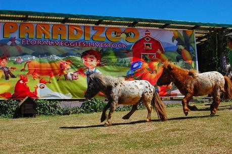 Power of Three Festival 2014 at Paradizoo: a Paradise Experience for Farm Lovers