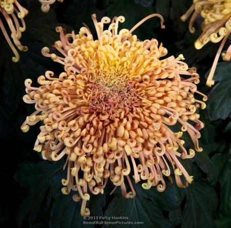 Dusky Queen Spider Chrysanthemum © 2013 Patty Hankins