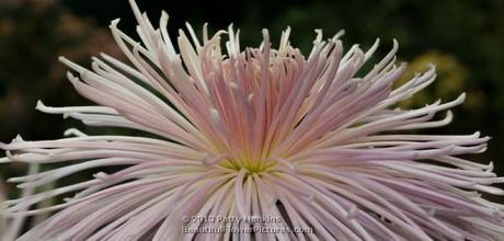 Evan's Dream Spider Mum © 2013 Patty Hankins