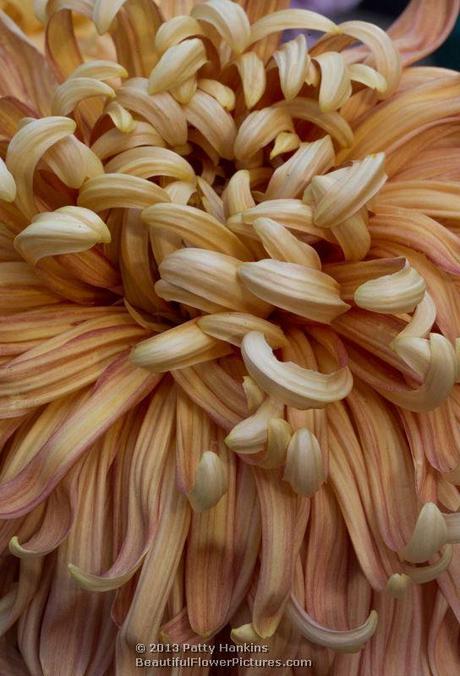 Apricot Harry Gee Spider Mum © 2013 Patty Hankins