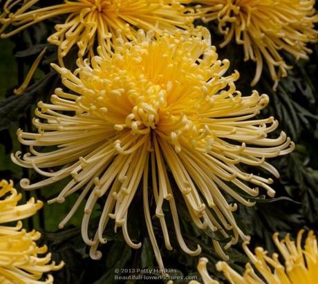 Golden Splendor Spider Mum © 2013 Patty Hankins